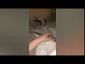 NOT MINE Kitten does a backflip