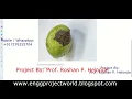Walnut Disease Detection Using Image Processing Python Project With Source Code Fruit Disease Detect