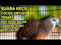 Download Lagu Perkutut Betina Memanggil Jantan Suara PALING BERHASIL Memancing Perkutut Jantan Langsung Manggung