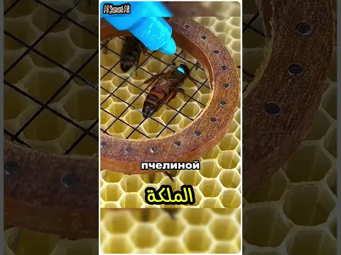 تم اختيار ملكة جديدة 👑
