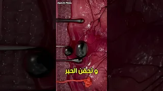 كيف يتم رسم الوشم Shorts 