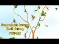 Download Lagu suara pikat burung kecil ribut sangat ampuh