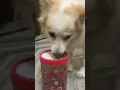 Download Lagu Dami un grrr #grrrrr #dog #trending #viral
