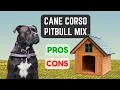 Cane Corso Pitbull Mix Loyal Protective Pros Cons