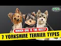 7 Different Types Of Yorkshire Terrier
