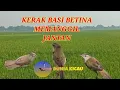 Download Lagu Kerak basi betina memanggil jantan #cendet #masteranburung #muraibatu #kerakbasi