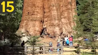 15 biggest trees in the world