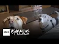 Humane Animal Rescue of Pittsburgh warns of scam targeting people searching for lost pets