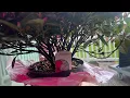 3 trees for the price of one - 20 Azalea bonsai