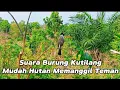 Download Lagu Pikat kutilang MUDAH HUTAN gacor memanggil lawan, semua kutilang langsung ngumpul🦅