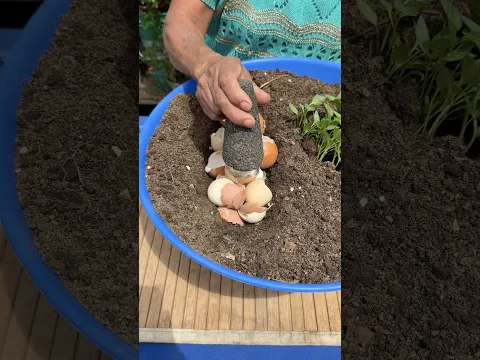 Como usar este metodo en nuestro huerto usando cascaras de huevo