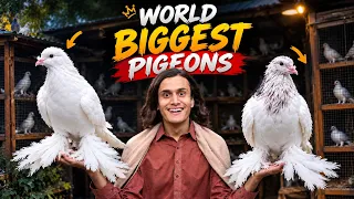 Dunya ka sab sa baray kabuter || world biggest fancy pegion 🕊️