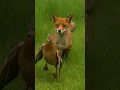 Download Lagu The Brave Mother Duck vs. The Fox 🦊🦆 | Heartwarming Animal Story.  #youtubeshorts  #shorts  #cute