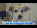 El Paso Animal Services - Pet Commissary