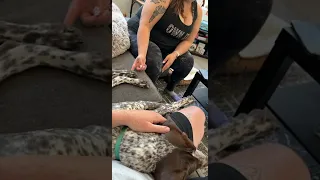 Tickling Dog S Paw Causes Collateral Damage ViralHog 