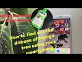 How to identify mango leaves disease Rubbing alcohol for Mango disease Jiji Healy