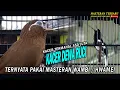 Download Lagu KACER TERMAHAL TERNYATA PAKAI MASTERAN INI...!! PECINTA KICAU MANIA WAJIB COBA....