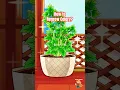 Download Lagu How to Regrow Celery From Its Base? #celery #animation