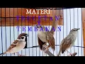 Download Lagu masteran tembakan panjang gereja x cigun (ciblek)