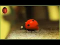 Download Lagu The Iron Monster | Minuscule 🍃 50' Compilation