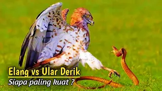 Download Serem !!! Pertarungan Burung Elang vs Ular MP3