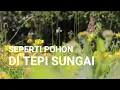 Lagu Seperti Pohon di Tepi Sungai | Lagu Rohani Kristen