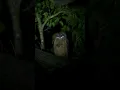 Download Lagu Awesome Owls look at night in Jungle. #owls #jungle #forest