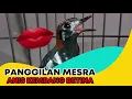 Download Lagu Pancingan Suara Anis Kembang Betina Mesra Memanggil Jantan Cieeee Jadi Gacor Lagi