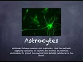 Nervous System Vocabulary 1