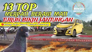 Download LOS ATAS EDAN LOS BAWAH MEMBAL‼️Kompilasi Merpati Turun LossDor Mobil Ayla JKK Semarang MP3