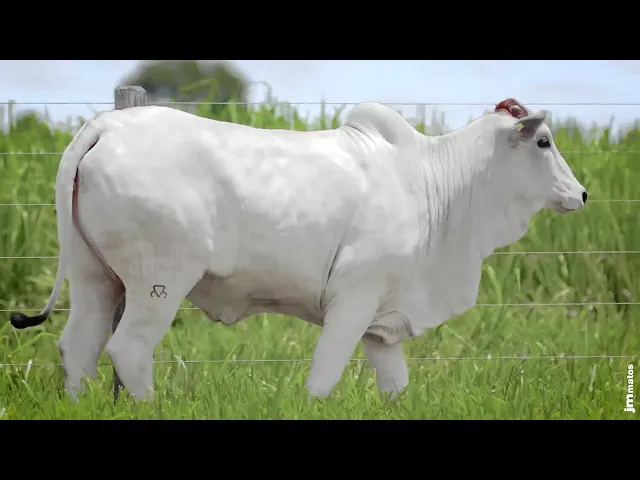 Novilha Nelore MMAR - 4472