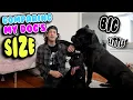 Comparing My Dog s Size BIG little - Giant Cane Corso