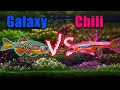 Tiny Fish Showdown Galaxy Rasbora vs Chili Rasbora