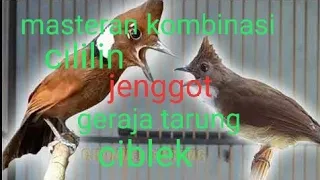 masteran kombinasi suara cililin cucak jenggot gereja ciblek untuk burung murai kacer dan cendet