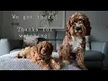 Cavapoo Puppies F1 Vs F1B When Sansa Met Bertie