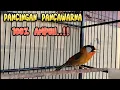 PANCINGAN PANCAWARNA MALAS BUNYI/PANCAWARNA jantan gacor