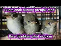 Download Lagu suara anak burung prenjak memanggil induk