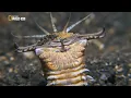 GRANDES DOCUMENTALES   LA ZONA MAS EXTRAÑA DEL OCÉANO,documentales national geographic español,