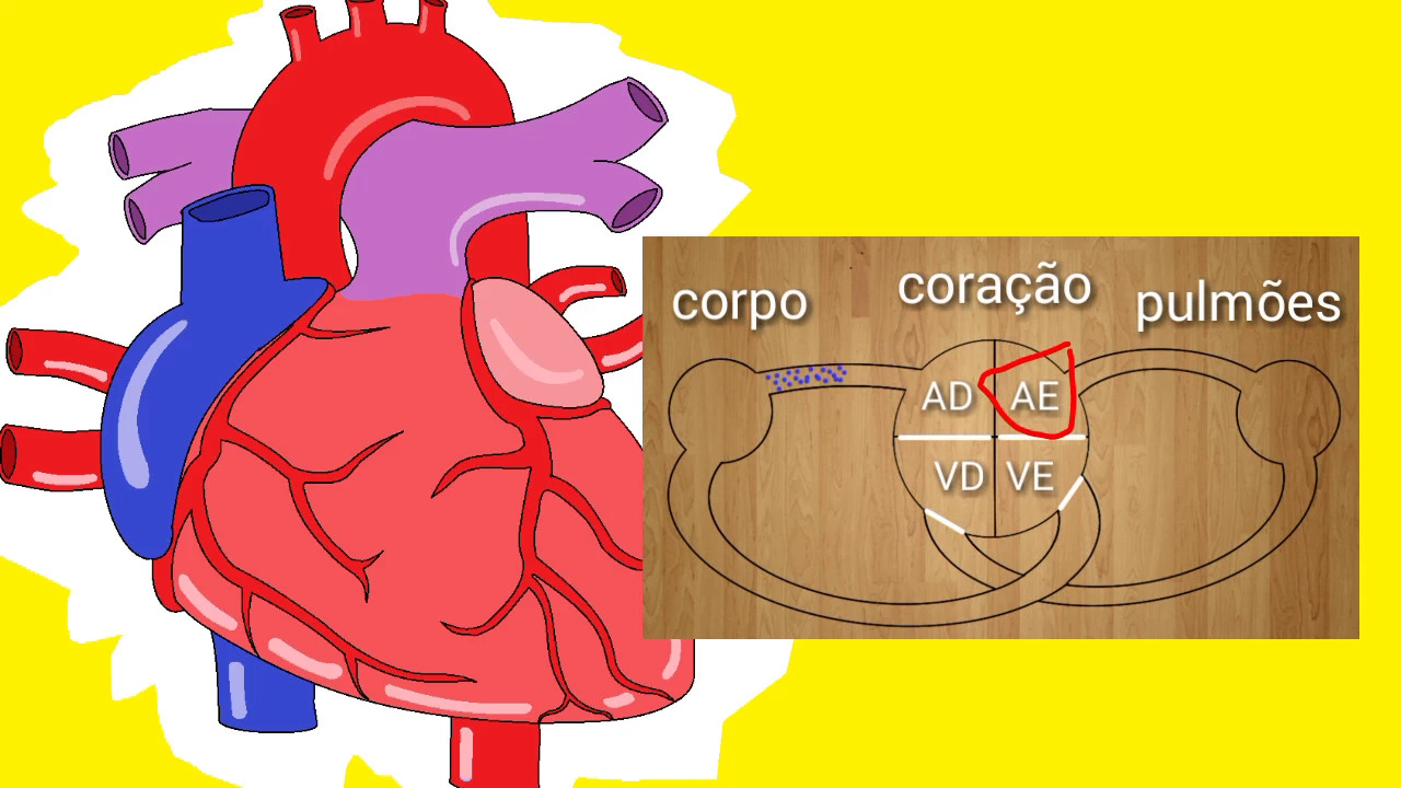 circulação sistêmica e pulmonar #ANATOMIZANDO