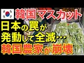 Download Lagu 【海外の反応】隣国シャインマスカット産業が崩壊！日本からの恐るべき仕返しに顔面蒼白…【にほんのチカラ】
