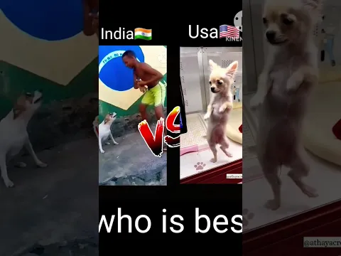 Usa🇺🇸 dog dance V/S india🇮🇳 dog dance #india #dog dance