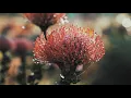 Brothertiger - "New Life" (Official Video)