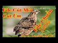 Download Lagu Tiếng Chim Cút Mồi. Cút Um. File Chuẩn Tại Thăng Bình Quê Tôi