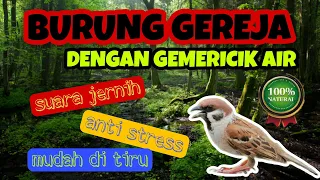suara burung gereja tarung dengan gemericik air untuk masteran burung murai batu