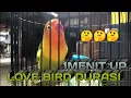 Download Lagu BURUNG LOVEBIRD DURASI 1 MENIT UP!!! NADA LELAH