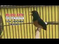 Download Lagu Murai Batu full tembakan - cililin, kapas tembak, tengkek buto