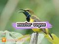 Lagu ▶️master burung sogon//#shorts