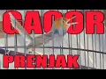Download Lagu SI MUNGIL BERNYALI BESAR !!! GANTANG BURUNG PRENJAK