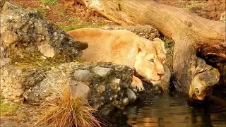 ساترك حبكم من غير بغض وذاك لكثرة الشركاء فيه   دندنها
