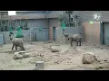 Download Lagu Elephant at Boras Zoo Sweden 🐘